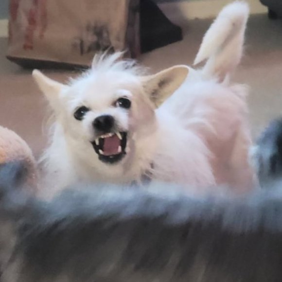 ❤ For Gemstone Jewelry Live Show Alerts! ❤️❤ Items For An Offer! - Picture 5 of 17